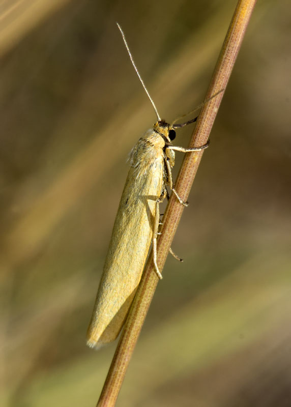 Eilema lutarella, Erebidae